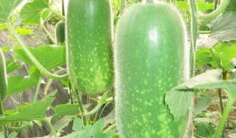 爆料大瓜椰视频模板,带你走进爆料界的风云变幻